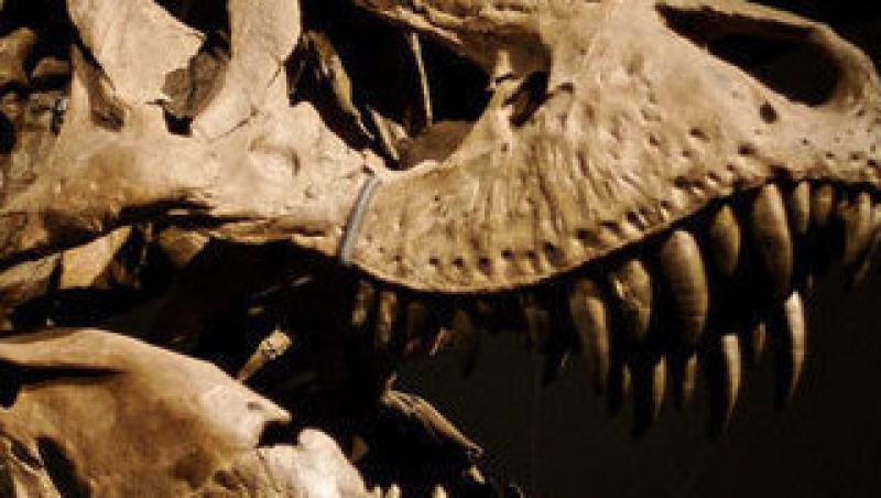 Cel mai mare dinte de dinozaur s-a vandut cu 56.000 de dolari!