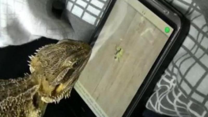 VIDEO! Vezi iguana care se joaca pe iPad!