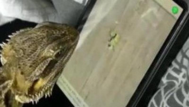 VIDEO! Vezi iguana care se joaca pe iPad!