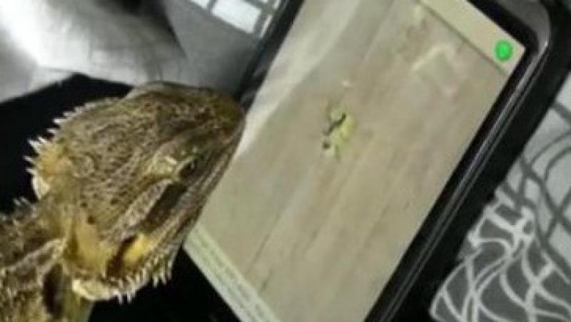 VIDEO! Vezi iguana care se joaca pe iPad!