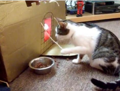 VIDEO! O pisicuta a invatat care sunt bunele maniere la masa