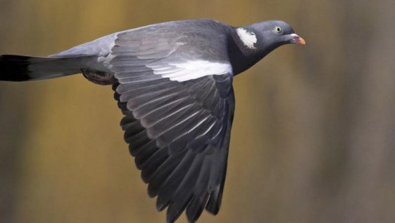 Porumbeii ar putea ajuta armata americana