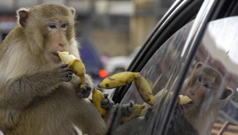 FOTO! Lop Buri - orasul maimutelor