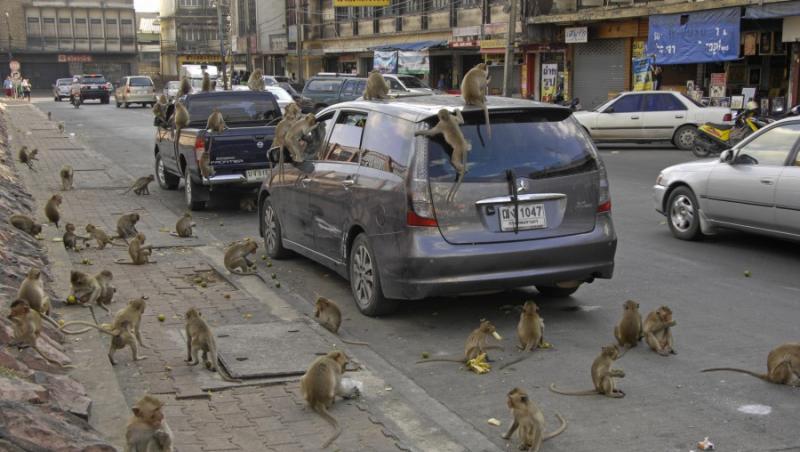 FOTO! Lop Buri - orasul maimutelor