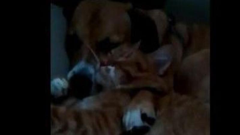 VIDEO! Cea mai dulce prietenie: dintre un catel si o pisica