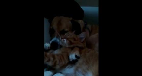 VIDEO! Cea mai dulce prietenie: dintre un catel si o pisica