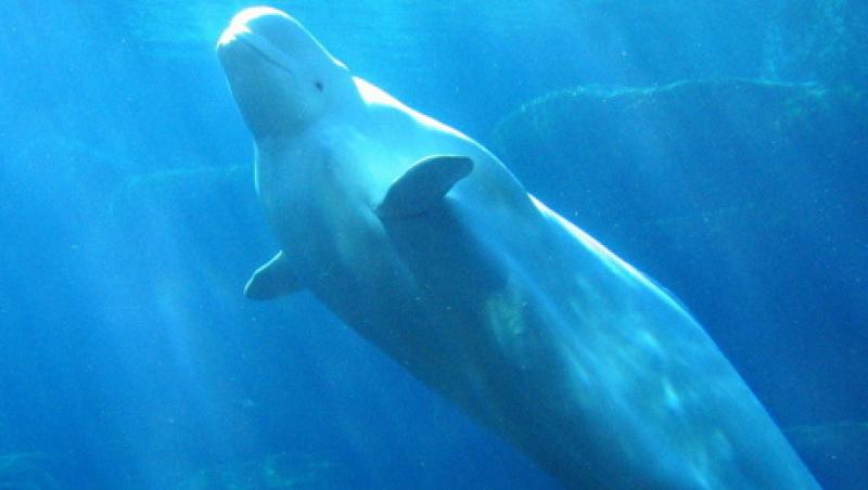 Peste 100 de balene risca sa moara dupa ce au ramas blocate sub gheata