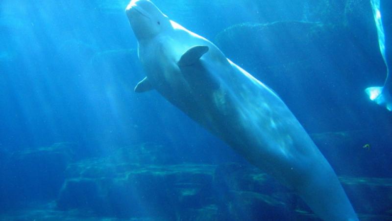 Peste 100 de balene risca sa moara dupa ce au ramas blocate sub gheata