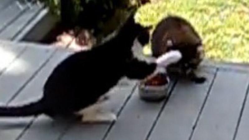 VIDEO! O pisica se lupta cu un raton pe mancare!