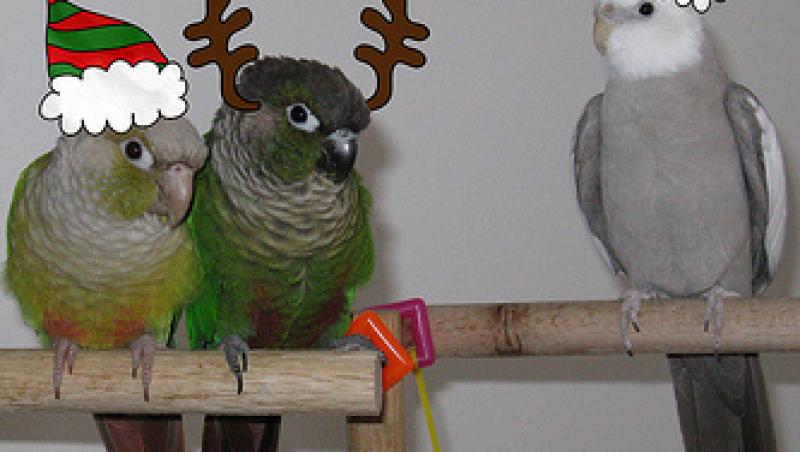 VIDEO! Papagalii - un cadou multicolor