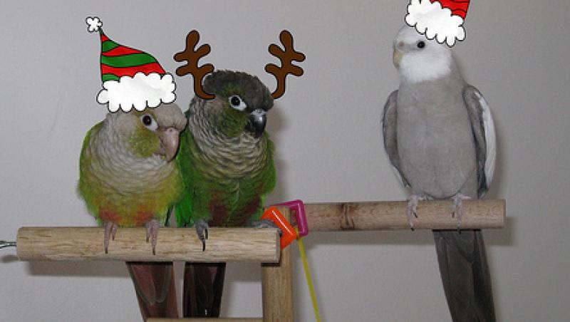 VIDEO! Papagalii - un cadou multicolor