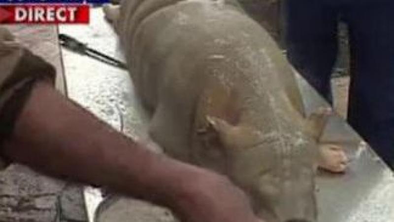 VIDEO! Astazi, conform traditiei, se taie porcul pentru masa de Craciun