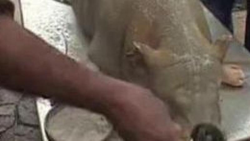 VIDEO! Astazi, conform traditiei, se taie porcul pentru masa de Craciun