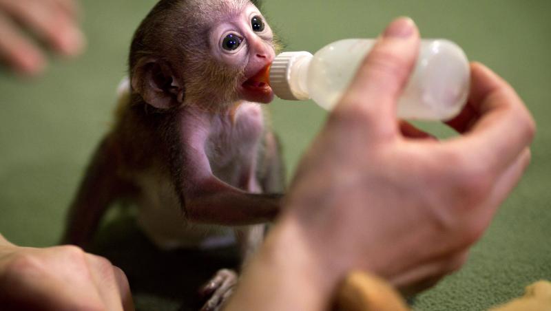Maimutica nascuta prematur, abandonata de mama