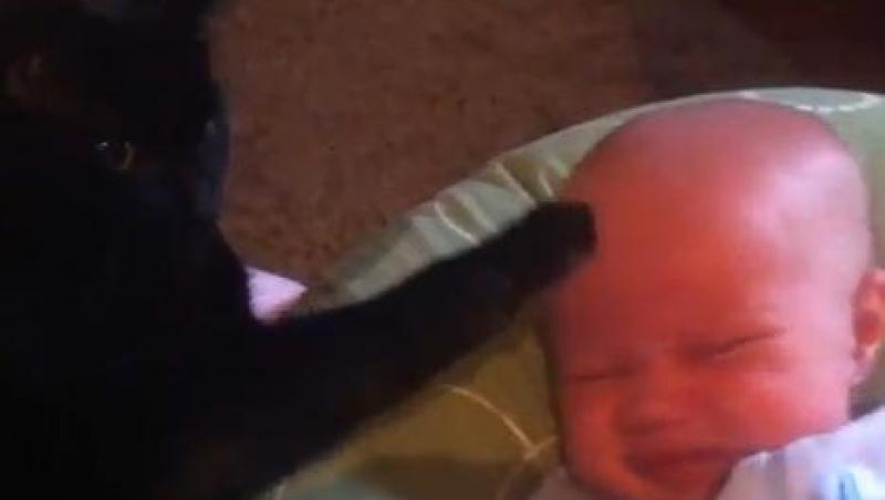 VIDEO! Vezi pisicuta care stie sa linisteasca bebelusii!