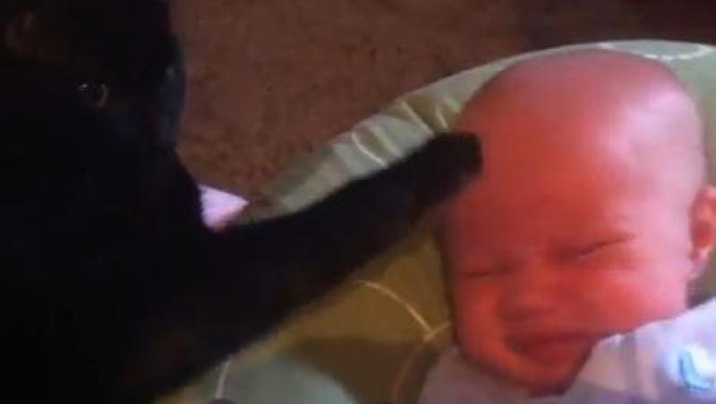 VIDEO! Vezi pisicuta care stie sa linisteasca bebelusii!