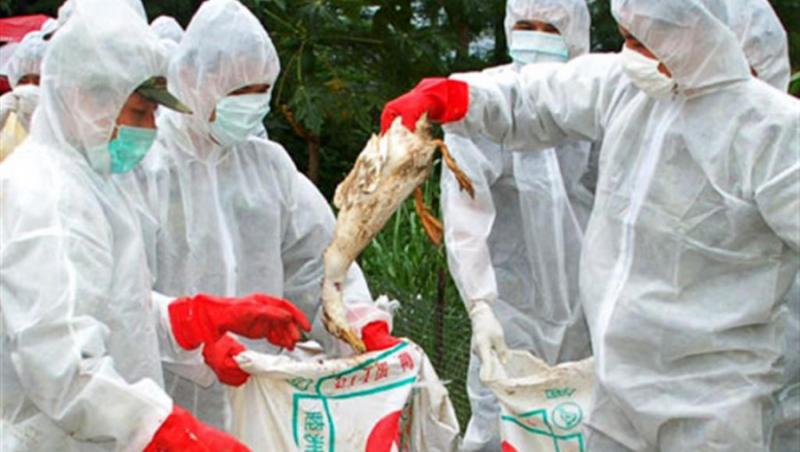 Un laborator olandez a creat o tulpina mortala a virusului gripei aviare