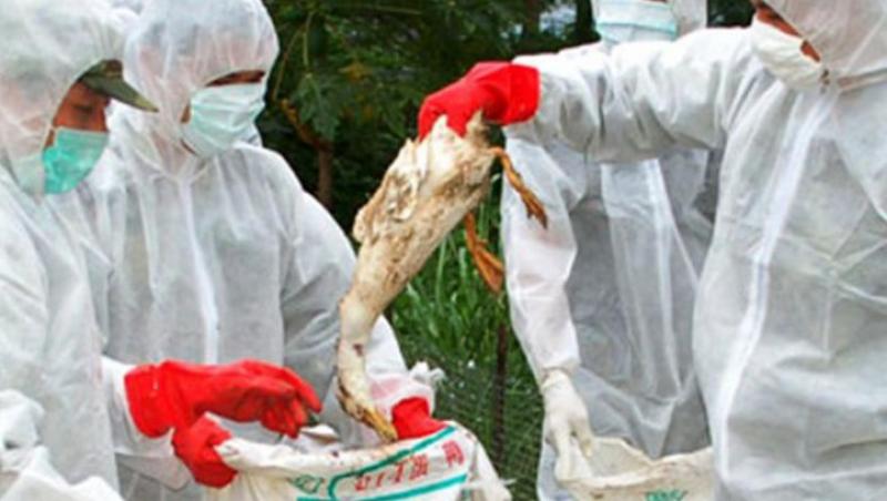 Un laborator olandez a creat o tulpina mortala a virusului gripei aviare