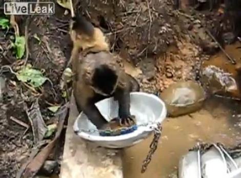 VIDEO! Vezi cum spala vasele o maimuta!