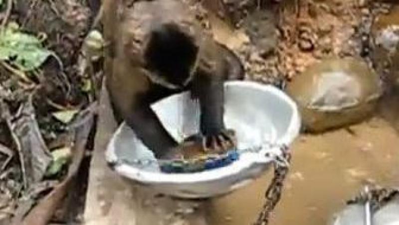 VIDEO! Vezi cum spala vasele o maimuta!