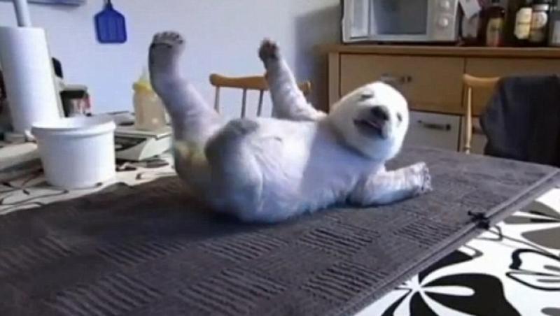 FOTO! Vezi ursul polar simpatic, considerat noul Knut!