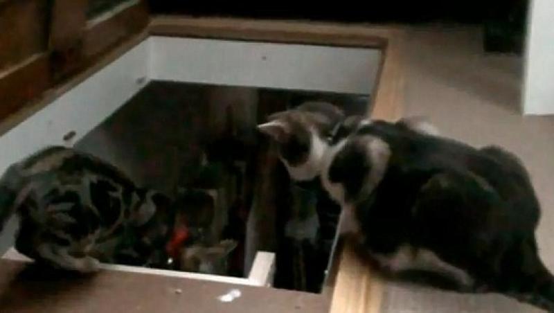 VIDEO! Vezi cum se ajuta pisicile intre ele