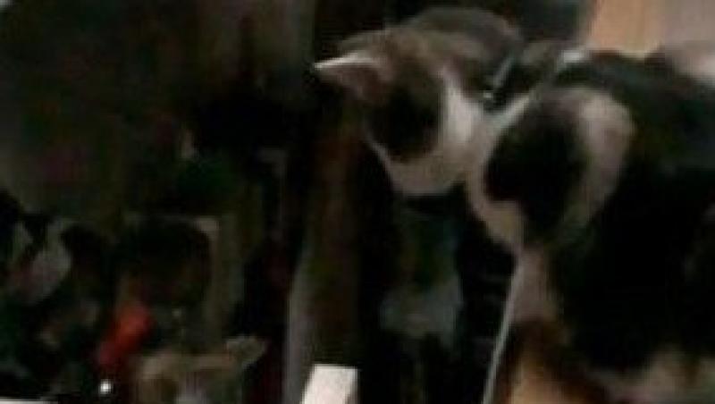 VIDEO! Vezi cum se ajuta pisicile intre ele