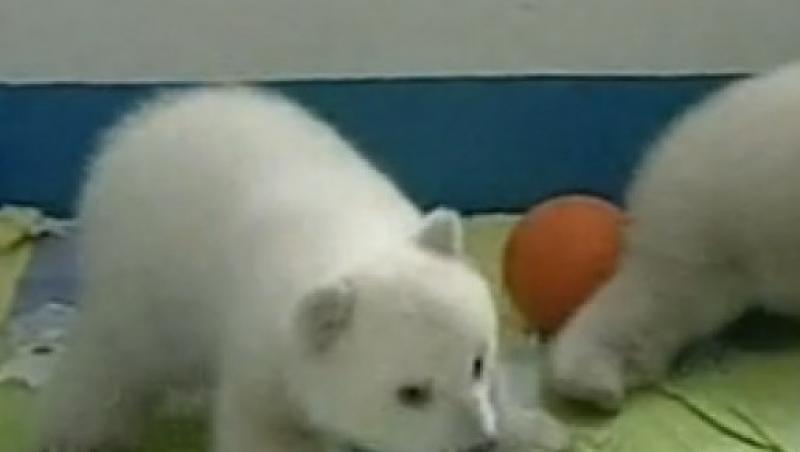 VIDEO! Cei mai dragalasi ursi polari