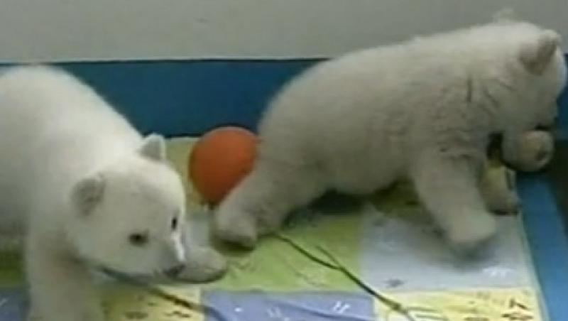 VIDEO! Cei mai dragalasi ursi polari