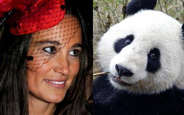 VIDEO! Scandal in Regat: Adele, Pippa Middleton si ursoaica Sweety, femeile anului!