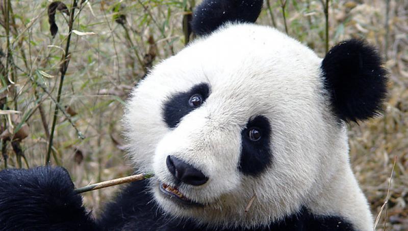 VIDEO! Scandal in Marea Britanie, din cauza unei ursoaice Panda