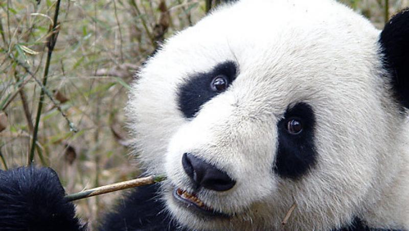 VIDEO! Scandal in Marea Britanie, din cauza unei ursoaice Panda