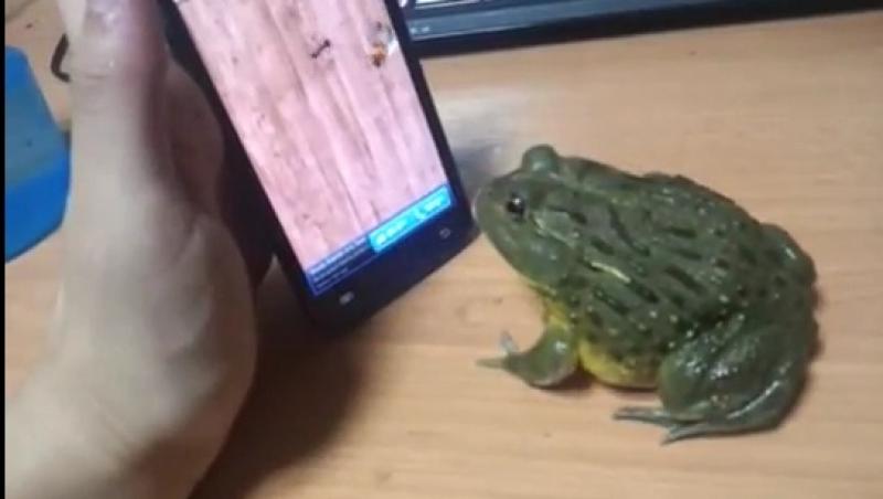 VIDEO! O broscuta foloseste telefonul cu touch screen