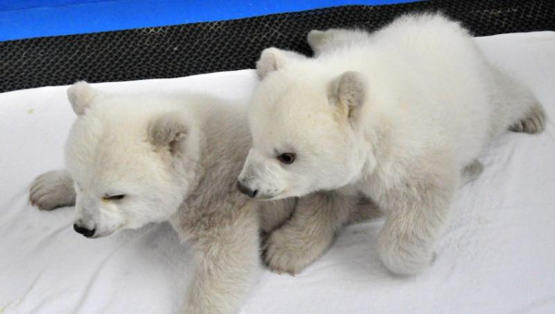 FOTO! Ei sunt doi dintre cei mai jucausi si simpatici ursuleti polari!