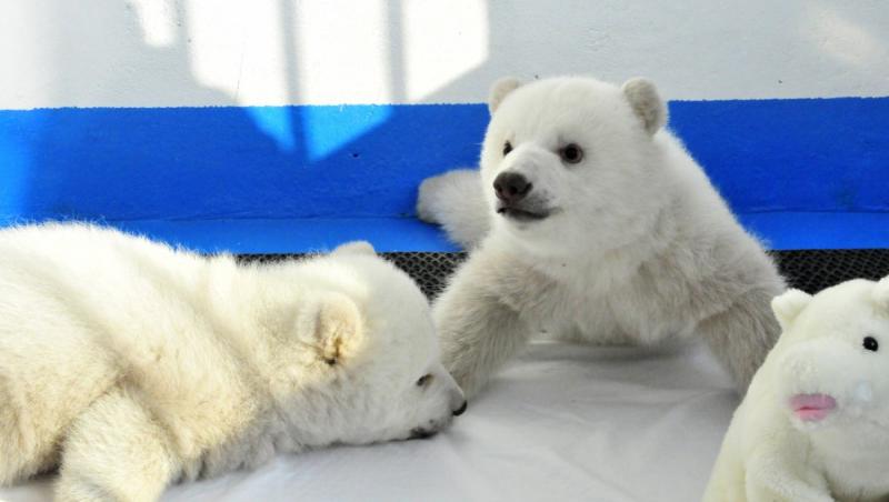 FOTO! Ei sunt doi dintre cei mai jucausi si simpatici ursuleti polari!