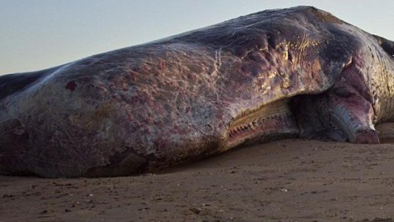 FOTO! O balena uriasa a esuat pe coastele Marii Britanii