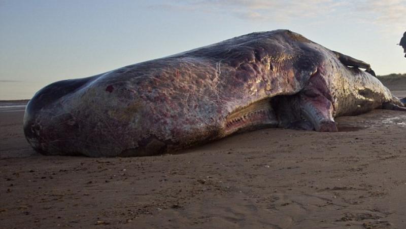 FOTO! O balena uriasa a esuat pe coastele Marii Britanii
