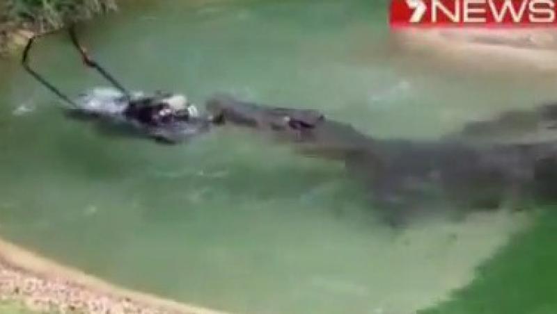 VIDEO! Un crocodil a furat masina de tuns iarba de la ZOO
