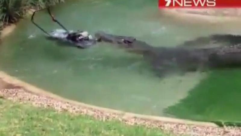 VIDEO! Un crocodil a furat masina de tuns iarba de la ZOO