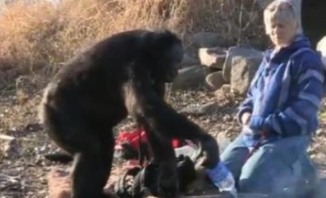 Un cimpanzeu de la o gradina zoologica din Iowa stie sa gateasca si sa se foloseasca de foc