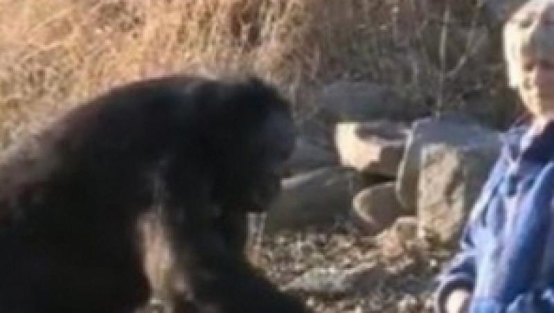 Un cimpanzeu de la o gradina zoologica din Iowa stie sa gateasca si sa se foloseasca de foc