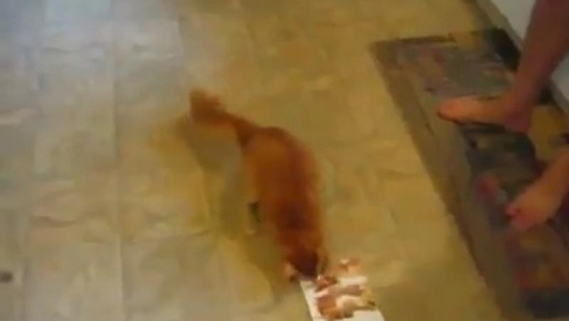 VIDEO! O pisica se razbuna pe o felicitare muzicala