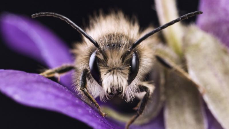 Veninul de albina, noul remediu impotriva ridurilor