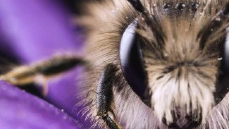 Veninul de albina, noul remediu impotriva ridurilor