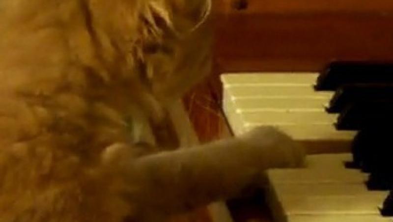 VIDEO! O pisicuta canta la pian