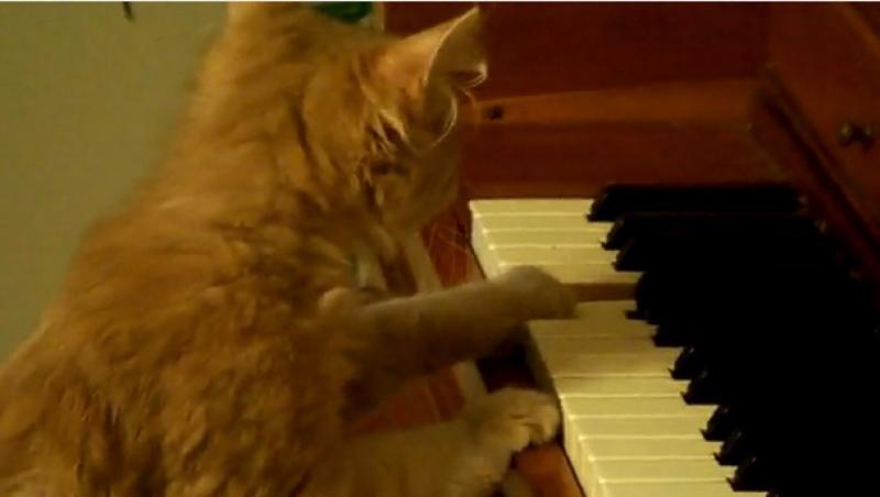 VIDEO! O pisicuta canta la pian
