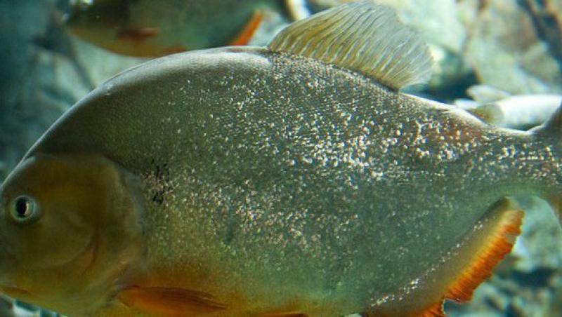 Un bolivian s-a sinucis aruncandu-se in apele unui rau populat de pesti piranha