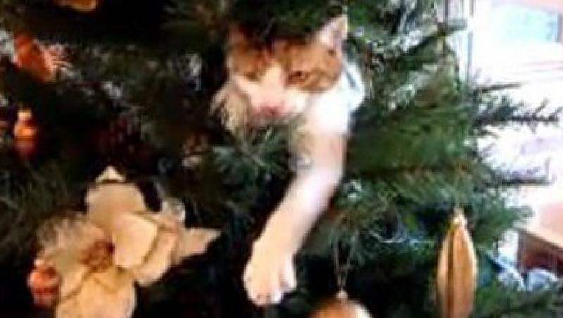 VIDEO! O pisica a luat cu asalt bradul de Craciun