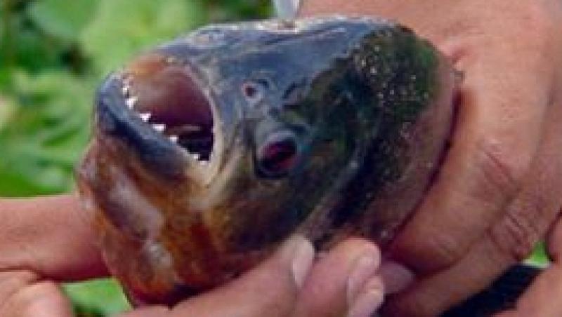 Piranha - pestii care 