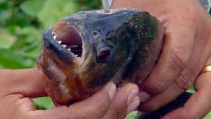 Piranha - pestii care 